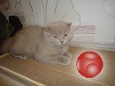 Новые когтеточки-лежанки для кошек в Дагестане.